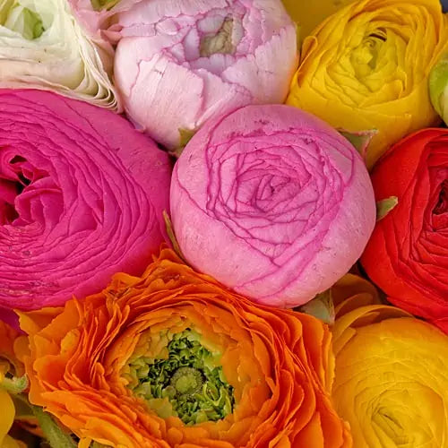Amandine Mix Ranunculus Corms (10 Count Mix)
