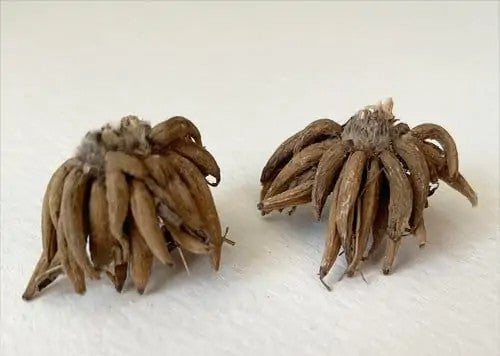 Tecolote Ranunculus Corms (10 Count Mix)